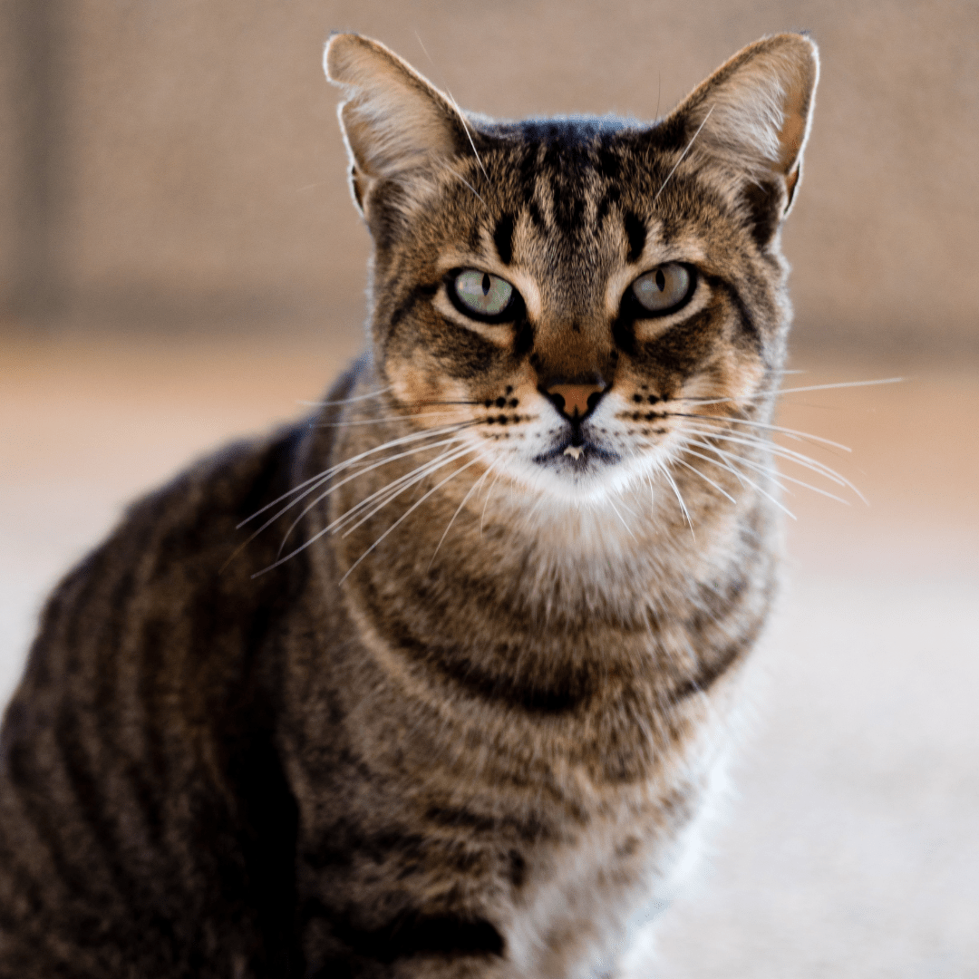 stomatitis cat